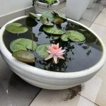 Bloom Rotomolded Plastic Lotus Bowl Pot