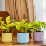 Ibiza Small Indoor Plastic Pot