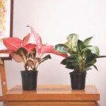 6" Gropro Nursery Pot