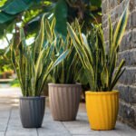KYIV Plastic Pots