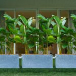 Quebec Rectangle pot for indoor and outdoor garden plant pot