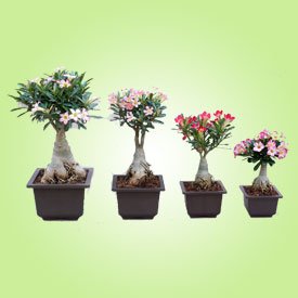 Bonzi Square Pot