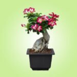 Bonzi Square Plastic Pot