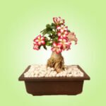 Bonzi Rectangular Pot