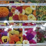 Winter Season Flower Seeds